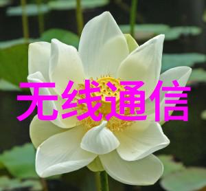 栀子花的花语传说中的爱情与幸福