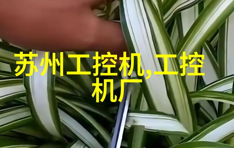 百合花洁白纯真的寓意与深情的花语