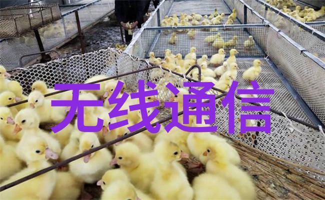 编程世界的隐秘收入嵌入式工资探究