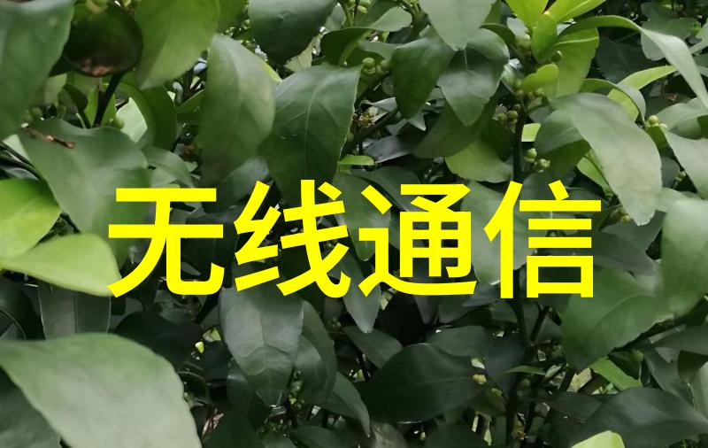 低调的高端享受 樱花油烟机3993S推荐