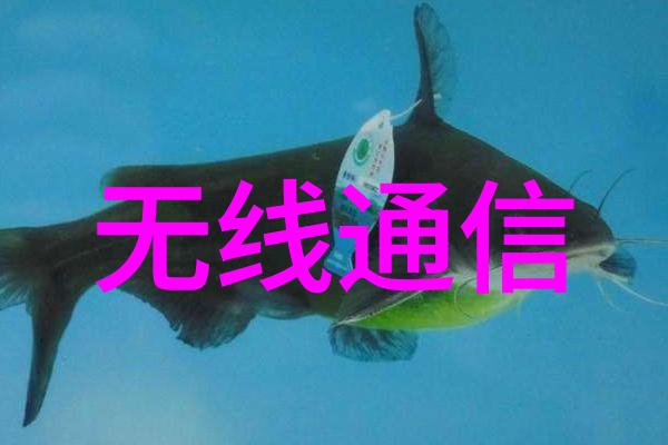 纱线与瓷土的差异探究丝网填料与陶瓷填料的秘密对比