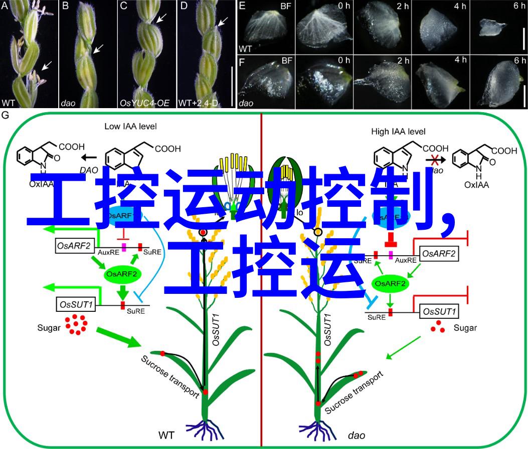 五行天星辰之舞